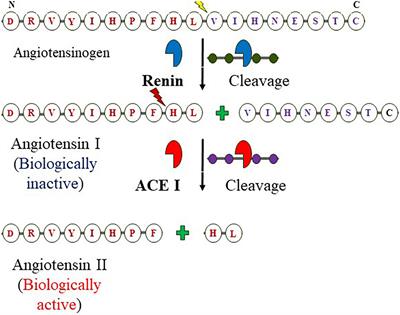 Angiotensin-converting enzyme inhibitory peptides and isoflavonoids from soybean [Glycine max (L.) Merr.]